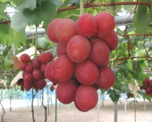 roman red grapes